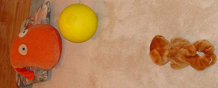 Monsieu Bun kicks ball to Plush Pup